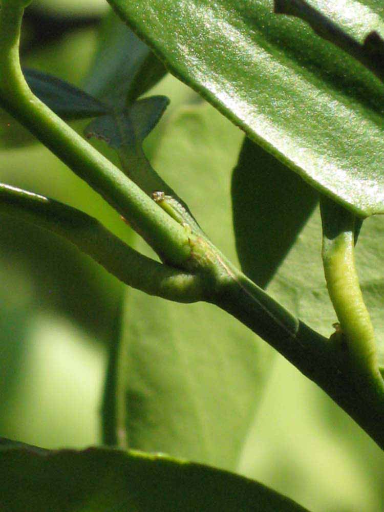            First year twig (Winter Haven, FL)   